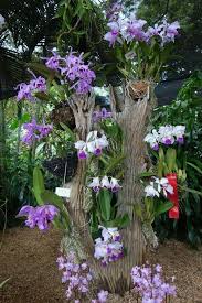 110 Stunning Spring Garden Ideas For Front Yard And Backyard Landscaping 4 Telorecipe212 Com Orchids Garden Plants Beautiful Orchids