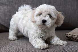 151 likes · 1 talking about this. Impulse Control For Dogs Dog Self Control Training