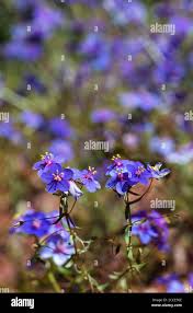 Image result for Lysimachia monelli