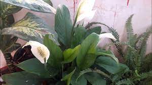 The blooms of a peace lily are dependent on the availability of light, proper watering, and fertilization. How To Get Peace Lily Bloom How To Get Flowers In Peace Lily How To Get Peace Lily To Bloom Youtube