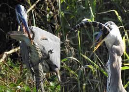 We did not find results for: Bird Eating A Gator Watch A Blue Heron Swallow An Alligator News Dome