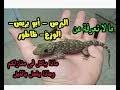علة تسقط الشعر وتفتت اللحم وتجري الصديد مما ينفر الناس منه لبشاعته. Ø§Ù„ÙØ±Ù‚ Ø¨ÙŠÙ† Ø¨ÙŠØ¶ Ø§Ù„Ø£ÙØ§Ø¹Ù‰ ÙˆØ¨ÙŠÙ† Ø¨ÙŠØ¶ Ø§Ù„ÙˆØ²Øº Ø£Ùˆ Ø§Ù„Ø¨Ø±Øµ Ù…Ø¹ Ø§Ø­Ù…Ø¯ Ø§Ù„Ø¯ÙƒØ±ÙˆÙ†Ù‰ Ø´Ø§Ù‡Ø¯ Ø¹Ù„Ù‰ Ø§Ù„Ø¥Ù†ØªØ±Ù†Øª Ù…Ø¬Ø§Ù†Ø§ ÙˆØªØ­Ù…ÙŠÙ„ ÙÙŠØ¯ÙŠÙˆ Ù…Ø¬Ø§Ù†ÙŠ