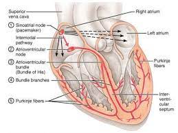 Cardiac Conduction System Cardiac Brain Facts Nursing Notes