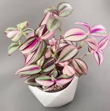 We did not find results for: Chic Planting Posts Facebook