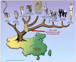 oldest primate fossil rewrites evolutionary break in human