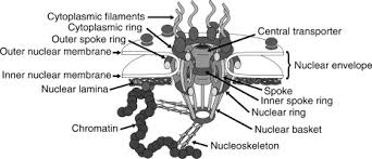 Maybe you would like to learn more about one of these? Nuclear Membrane An Overview Sciencedirect Topics