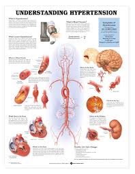 Blood Pressure Chart Latest Blood Pressure Guidelines