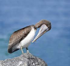 Monofilament fishing line, lures, hooks, metal leads and weights present huge dangers to birds and wildlife when they are not properly disposed of. Catch Fish Not Birds With Fishing Line Intobirds