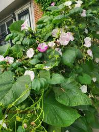 Image result for Ipomoea vernalis