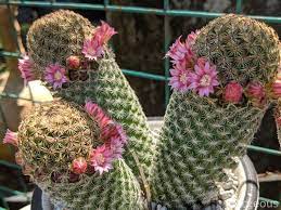 Easter cactus bloom in many cheery colors and the flowers arrive in profusion from march until may. 32 Best Hanging Succulents And Cactus Plants You Can Grow Florgeous