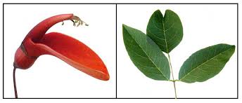 Image result for Erythrina crista-galli