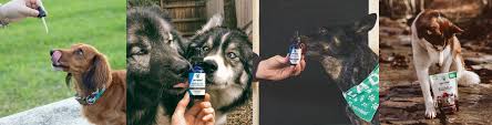 Quality is the top priority when presenting user guides, analyzing product reviews and reporting fact. 20 Off Pet Releaf Coupon And Pet Releaf Reviews Cbdnerds Com