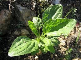 Image result for Plantago palmata