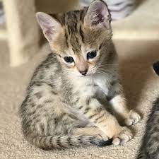 How do you purchase a megacoon kitten or cat? We Have Savannah Cat F1 In Tx Savannah Kittens For Sale Savannah Cat
