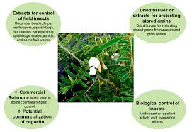 Image result for Tephrosia elata