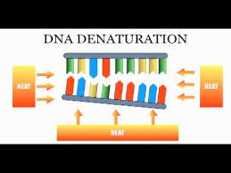 Dna Sequencing The Chain Termination Method Sanger Method