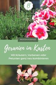 Geranien Kombinieren Stylish Und Modern Balkonrosen Blog Geranien Pflanzen Geranien Pflanzideen