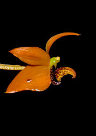 Image result for Bulbophyllum sp. nov