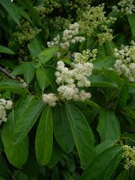 Image result for Ehretia