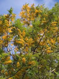 We did not find results for: Silky Oak Tree Potential 2013 List Australian Native Plants Trees To Plant Garden Trees