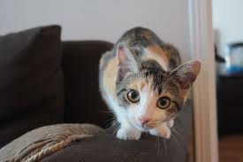 Cats that have an appropriate diet and are well fed with quality cat food. Can Cats Eat Peanuts Are They Safe Or Toxic What Happens If My Cat Eats Peanuts