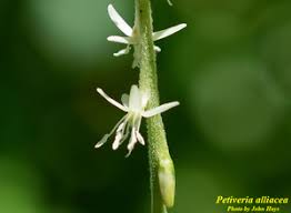 Image result for Petiveria