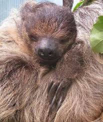 15 Of The Laziest Animals In The World Lazy Animals Animals Animals Wild