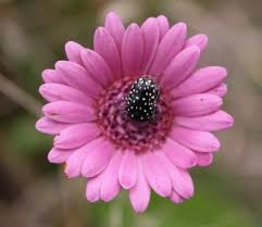 Image result for Gerbera viridifolia