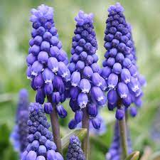 We did not find results for: Top 12 True Blue Flowers Muscari Hyacinths Iris Allium