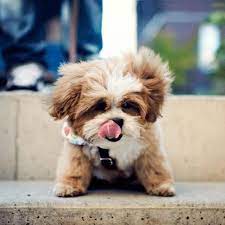 Check spelling or type a new query. Shichon Zuchon Bichon Shih Tzu Mix Breed Profile Information