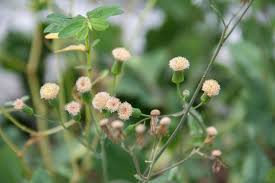 Image result for Emilia tessmannii