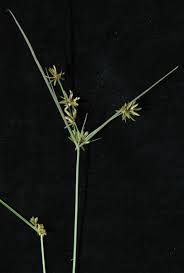 Image result for Pycreus flavescens