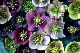 Suivez ces conseils pour choisir les fleurs, les planter et les entretenir. Des Fleurs Pour Vos Balcons En Hiver