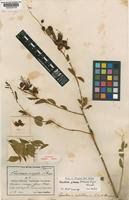 Image result for Maerua edulis