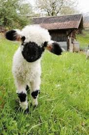 Mary S Lamb Animais Animais Fofos