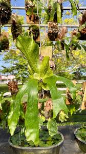 Image result for Platycerium stemaria