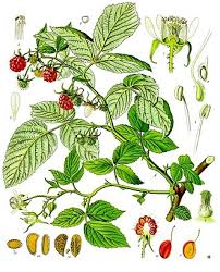 Image result for Rubus chapmanianus