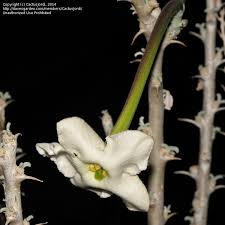 Image result for Sesamothamnus lugardii