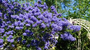 We did not find results for: Purple Flowering Bush In The Uk Tia Whatsthisplant