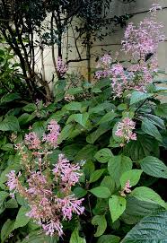 Image result for Plectranthus elegans