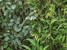 Image result for Polyscias fulva