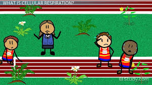 Do plant cells carry out respiration. Cellular Respiration In Plants Video Lesson Transcript Study Com