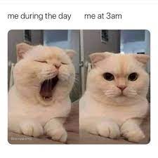 See all captain cat memes. No Text Funny Animal Memes Funny Cat Memes Animal Memes