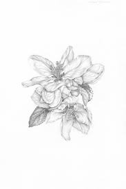 Affordable and search from millions of royalty free apple blossom stock photos and images. Apple Blossom Extract From Botanical Drawing By Penny Brown How To Make A Drawing