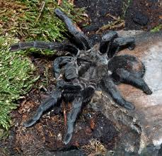 As spiders go, the brazilian jewel tarantula, or typhochlaena seladonia, is one of the prettier arachnids out there, with its colourful body and iridescent legs. Grammostola Pulchra Wikipedia