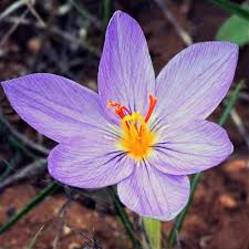 This is one of the most beautiful yellow flowers in the world. Popular Flowers Names In Malayalam India Gardening