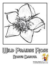 Each state coloring sheet includes a state map, state flags, state flower, state bird, state landmark, and so kids can read, learn, and color about he united states. North Dakota State Flower Coloring Page Wild Prairie Rose Coloring Books Flower Coloring Pages Coloring Pages