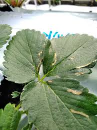 イチゴの害虫 新潟の苺 米 花の農家 お百姓雅