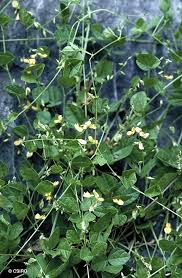 Image result for Rhynchosia