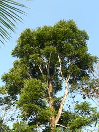 Image result for Aphanamixis